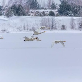 item_1095275_pic_1_contentwidth