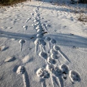 item_1098909_pic_1_contentwidth