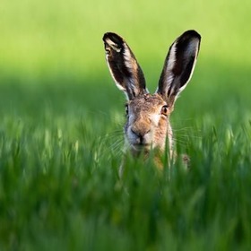 item_1098921_pic_1_contentwidth