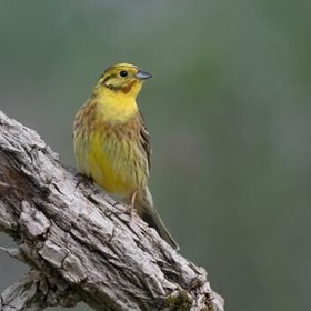 item_1102244_pic_1_contentwidth