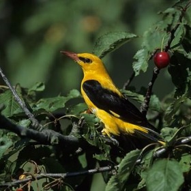 item_1102289_pic_1_contentwidth