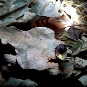 item_1102615_pic_1_contentwidth